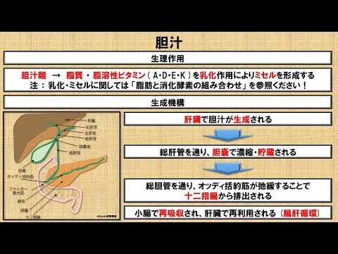 胆汁の作用はどれか, 胆汁について正しいのはどれか – GQKWS