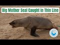 Big Mother Seal Caught In Thin Fishing Line