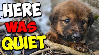 Scared Puppy Was Found Near A Graveyard by Paw Squadron 40,970 views 2 months ago 15 minutes