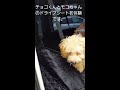 チョコくんとモコちゃんの初めてのドライブシート体験