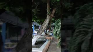 holca de noche: kantunil yucatan