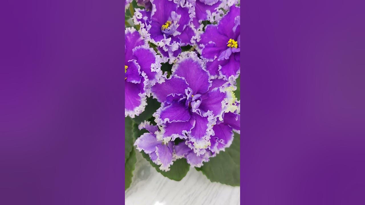 Фиалка НД-Цветок Сирени #flowers #цветы - YouTube