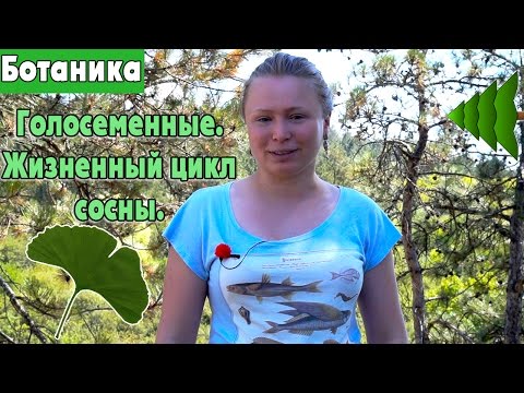 Отдел Голосеменные| Общая характеристика и классификация.