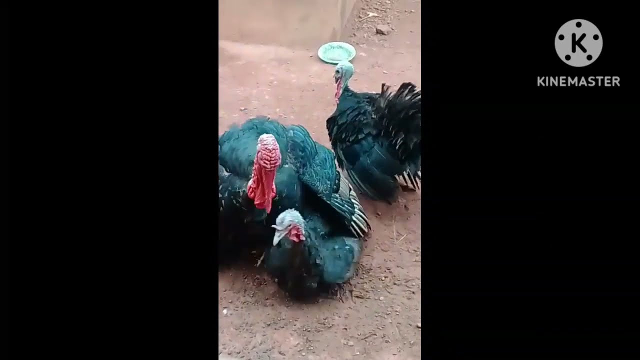 l'accouplement des dindons,du jamais vue : l'élevage