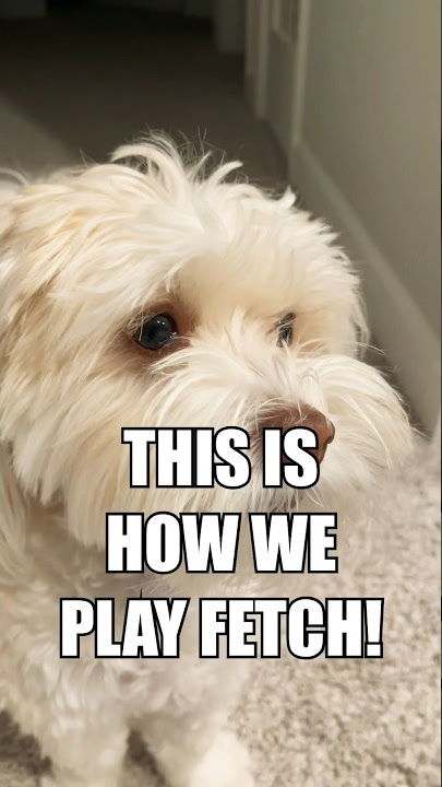 PLAYING FETCH WITH A TWIST! #fypシ #shorts #dogshorts #foryou