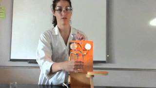 Electrolyte Demo