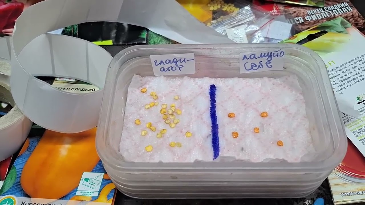 Чудо-средство для замачивания семян!  Перец проклюнулся за сутки