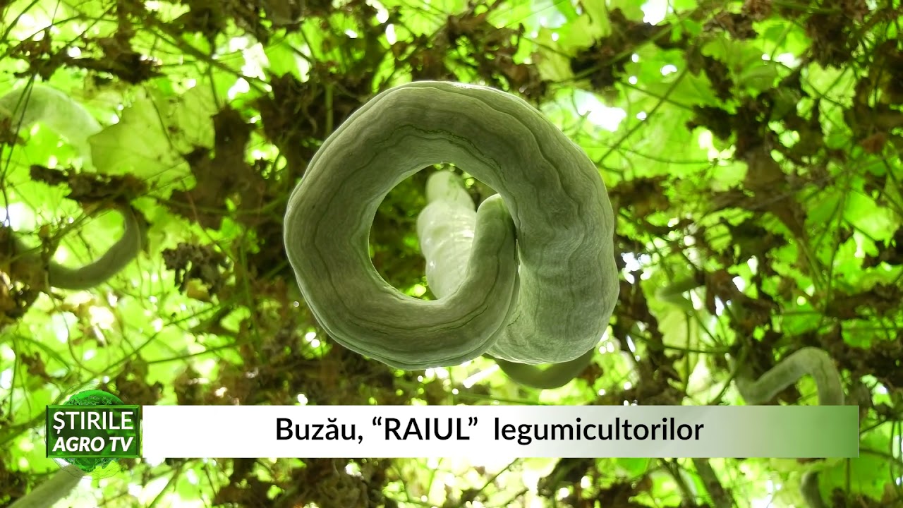 Castravetele grenadă, dovlecelul șarpe și ardeiul iute cu petale - Ciudatele legume cultivate la Buzău 1 Castravetele grenadă, dovlecelul șarpe și ardeiul iute cu petale - Ciudatele legume cultivate la Buzău YouTube player