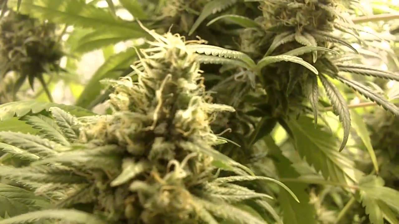 Los Grow #4