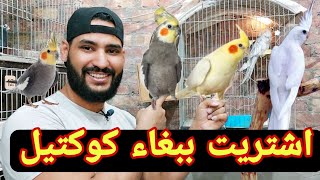 مفاجئه | اشتريت عصافير كوكتيل ( ببغاء الكوكتيل )