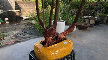 GL.Sim rừng nùn lực dáng bon sai.Hoa bạn và tôi