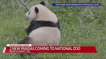 Giant pandas coming back to DC