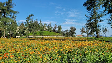 Hoa Cúc Biển Cửa Lò #travel