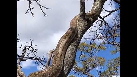 A truly amazing sighting of an African rock python making its way up this tree #shortsfeed