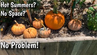 The 5 Best Squash for Hot Climates/Small Spaces