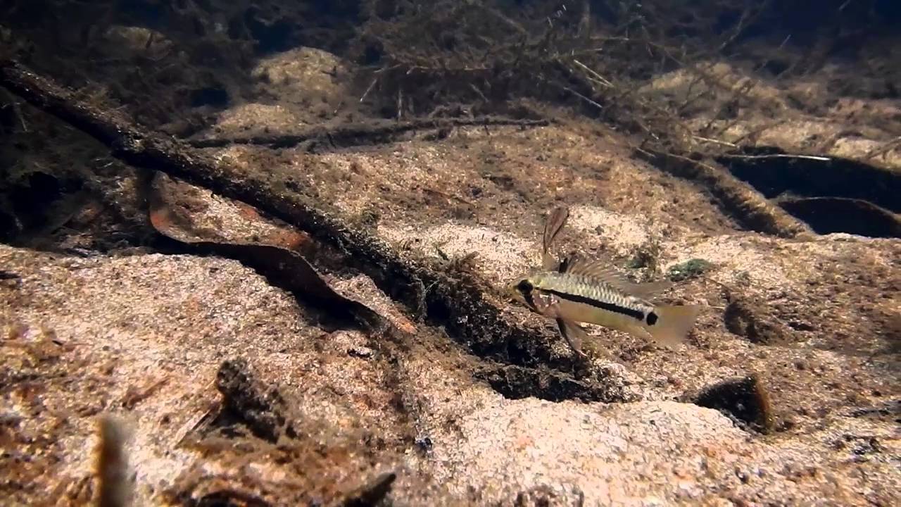 Apistograma with parasitic Copepoda -  Amazon Dream Trip - Michał Marcinkiewicz Expeditions