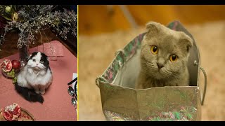 Funny cute cat Kitten Compilation 20 | Cat Vines by Cat Vines 6 views 2 years ago 10 minutes, 4 seconds