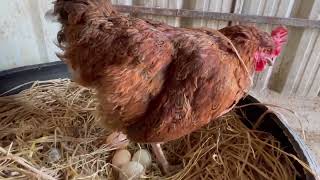 Indian hen laying an egg #shorts by Indian Agri Farm 280 views 1 year ago 43 seconds