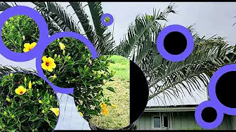 Kailua-Kona 'Hood Walk, Hawaii - Part  2 of 2