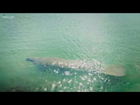 life facebook Manatee spotted in Galveston Bay, just north of Texas City Dike