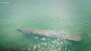 In a rare sighting galveston bay, the sea cow was spotted by woman who
fishing with her son.