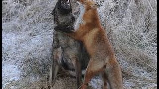 Fox vs dog. Top attacks. Fox stronger dog. Fox bolder dogs