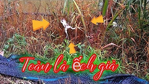 Chuyến câu này trúng đậm,lên toàn  ếch khủng #p41 youtube câu cá hóc môn