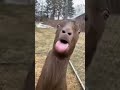 goat comedy 🐐💯💯😘😈