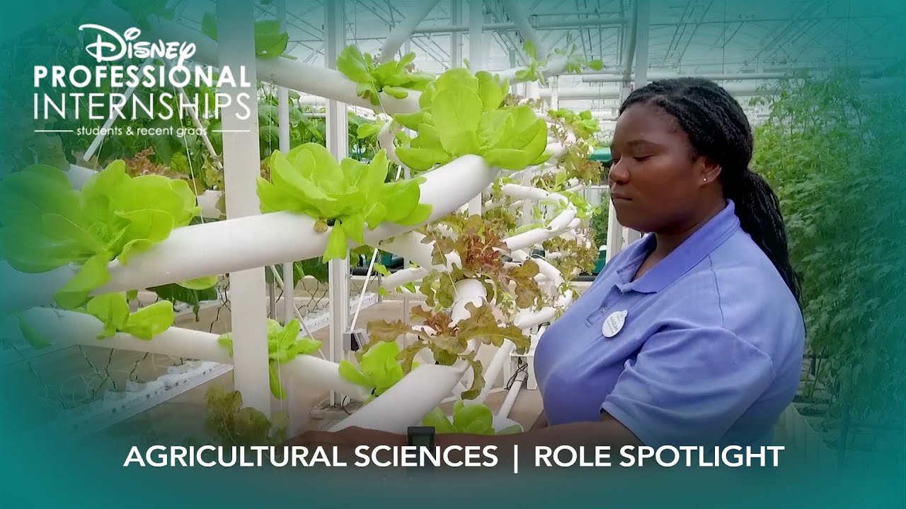 Agricultural Sciences Disney Professional Internship Role YouTube