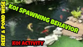 Koi pond SPAWNING BEHAVIOR
