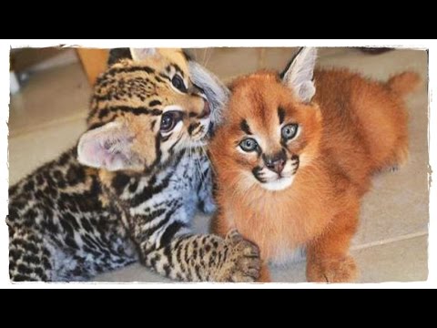 САМЫЕ РЕДКИЕ ПОРОДЫ КОШЕК В МИРЕ