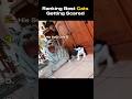 Best Cats Getting Scared Moments