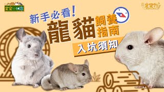 【寵寵小知識】新手必看！龍貓飼養指南 入坑須知｜寵寵物 PET YOUR PET