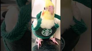 Малышка из Starbucks обожает кофе