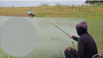 Câu đài tự nhiên cách trộn mồi câu cá rô phi hôm nay bong hàng nữa rồi | câu cá tự nhiên 