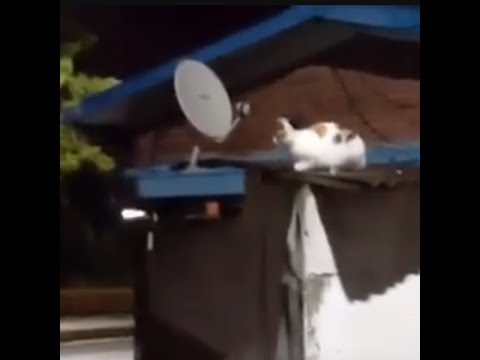 귀여운 삼색이 고양이가  지붕위에서 보초근무서기..A cute calico <strong>cat</strong> stands guard on the roof....Jeonju ..... 全州市... <strong>KOREA</strong>