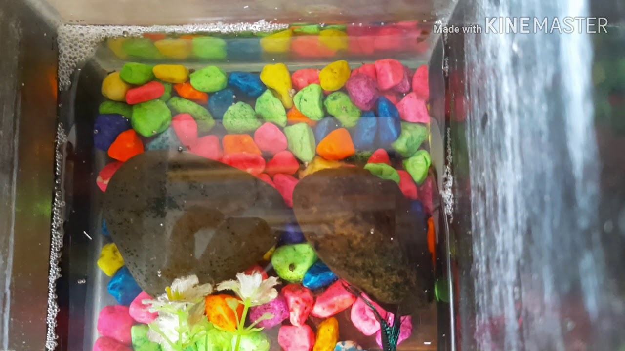 Ikan dan kura kura lucu - YouTube