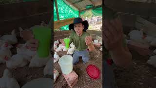 Limón Y Ajo En El Agua De Nuestros Pollos