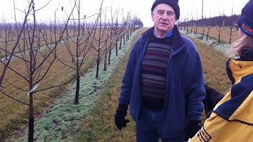 How to Prune Apple Trees Part 2