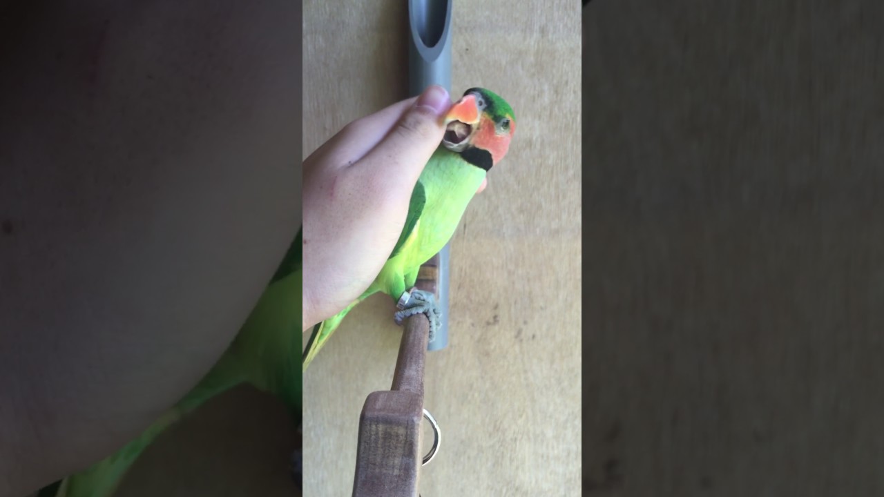 Burung Bayan Youtube