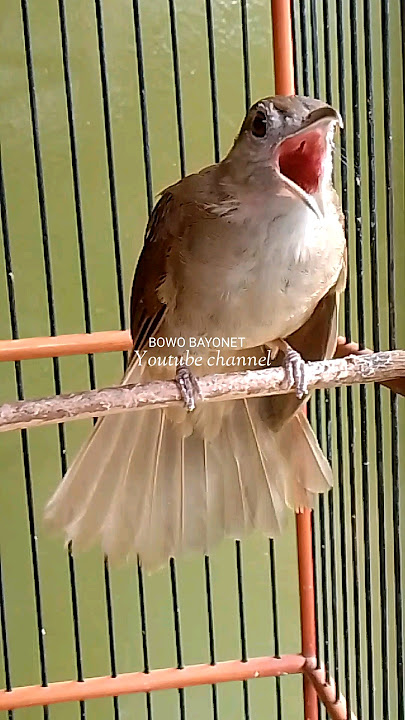 KAPAS TEMBAK MENCARI LAWAN #masteranKapasTembak#KapasTembakGacor#PancinganKatemBukor