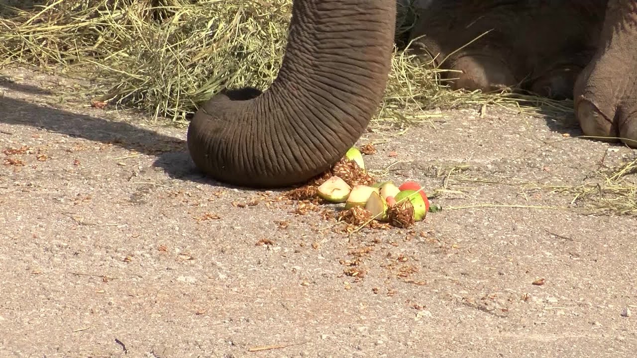 HUGO the elephant - YouTube