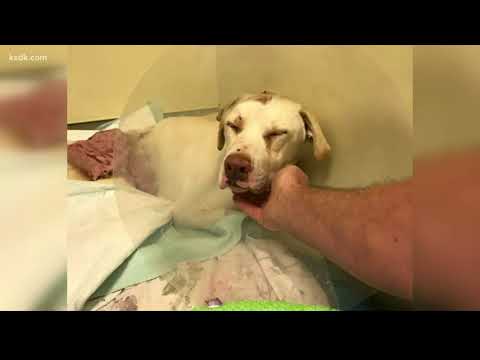 Video: Dog Shot & Left voor Dead Recovers & gaat thuis met soldaat, dankzij iHeartDogs-klanten