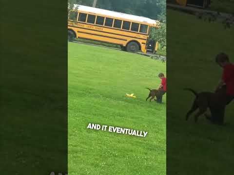 Videó: A kutya számára könnyebbé teszi az iskolai időt
