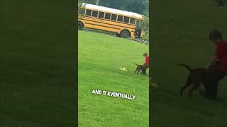 His dog didn’t want him to go to school