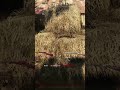 the katana is a BIG problem 🥵 #huntshowdown #gaming #katana #samurai