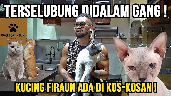 Video 5336641: sphynx munchkin