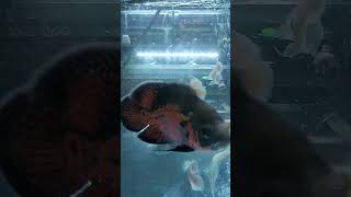 cute fish Oscar is beautiful fish monster #aquarium #fish #funny #aquariumfish #shorts