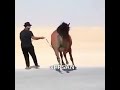 إذا المرء لم يرضى بما ربة وهب إذا المرء لم يرضى بما ربة وهب