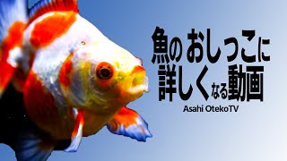 魚の排泄を知れば 水の汚れについて考え方が変わります 【アクアリウム】【熱帯魚】【メンテナンス】